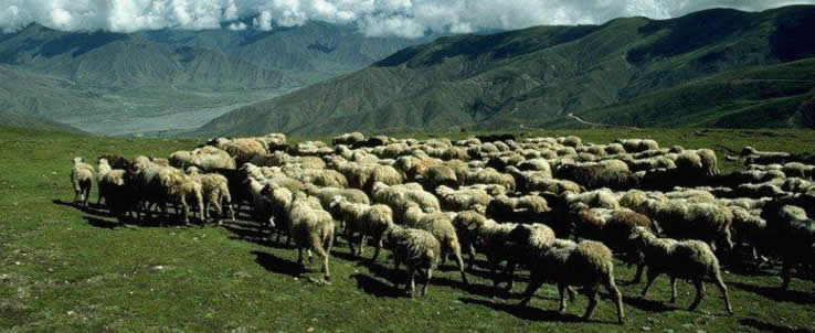 2-tibetan-sheep